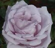 White Realistic Rose